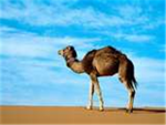 The Meow Camels!