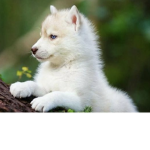 Wolfie Time