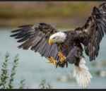 EAGLES CLAN FOR TFB