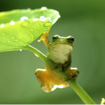 Hoppy Frog Games