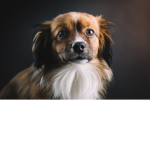 Je suis cute