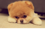 The Silly Squad! :P