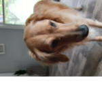 Dog fans only die dog haters