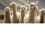 #LLAMAS ARE THE BEST