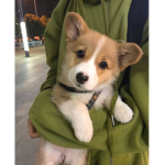 Corgi Army :D