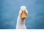 the ducc squad