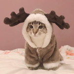 Kitty Fashion’s