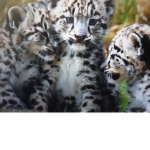 Leopards are awsome