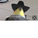 Birb cult