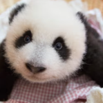 The Panda's!!!!