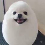 Pebble Bloom