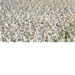 The Feathered Force