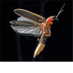 FireFli