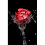 Rosey._.Flowers