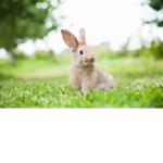 Bunny hooman