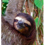 Sloth Game Stuidos