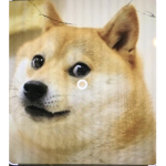 doge doge doge and doge