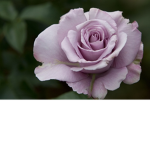 Flowerlox