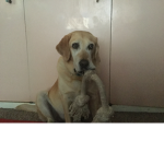 Óscar