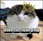 Wawa cats royale group