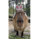 Capybara_group<3