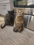 - KitKats