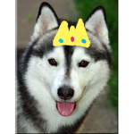 Husky's Productions