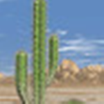 Cactus Joe Fan Club