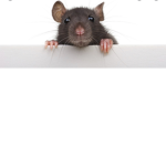 Thick_rat