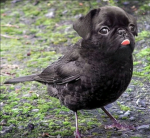 Puppo's