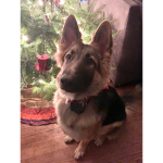 Wolfs<3