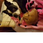maple the puppy