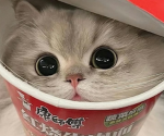 Kitty cats !!