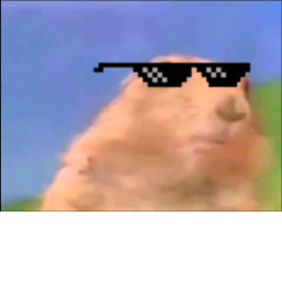 "Vibing with da hamsters"