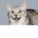 Ultra sussy cat group