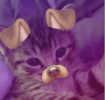 Chococat :p