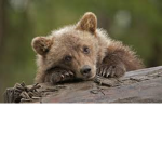 ~*(Bears)*~