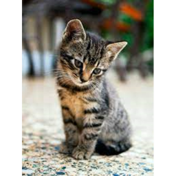 be a cat simulator [POPCAT]