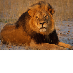lion training