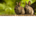 Animal #######
