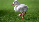 Flamingos are the bomb . Com