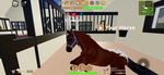 Willow equestrian