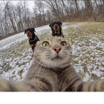 Gato miau UwU