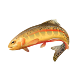 Fishermen are not fat