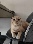 miglioreuploader