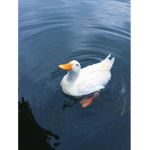 Goose and duck Fan Group