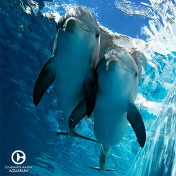 Clearwater marine aquarium V2!