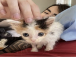 Small boi_gang
