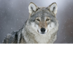 The Good Wolves