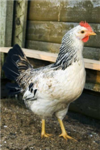 Chicken Buddies